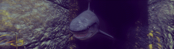 PlayAsAShark